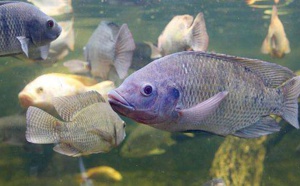 Promouvoir des pratiques agricoles et aquacoles innovantes pour une production alimentaire durable