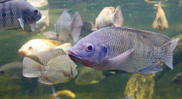 Promouvoir des pratiques agricoles et aquacoles innovantes pour une production alimentaire durable